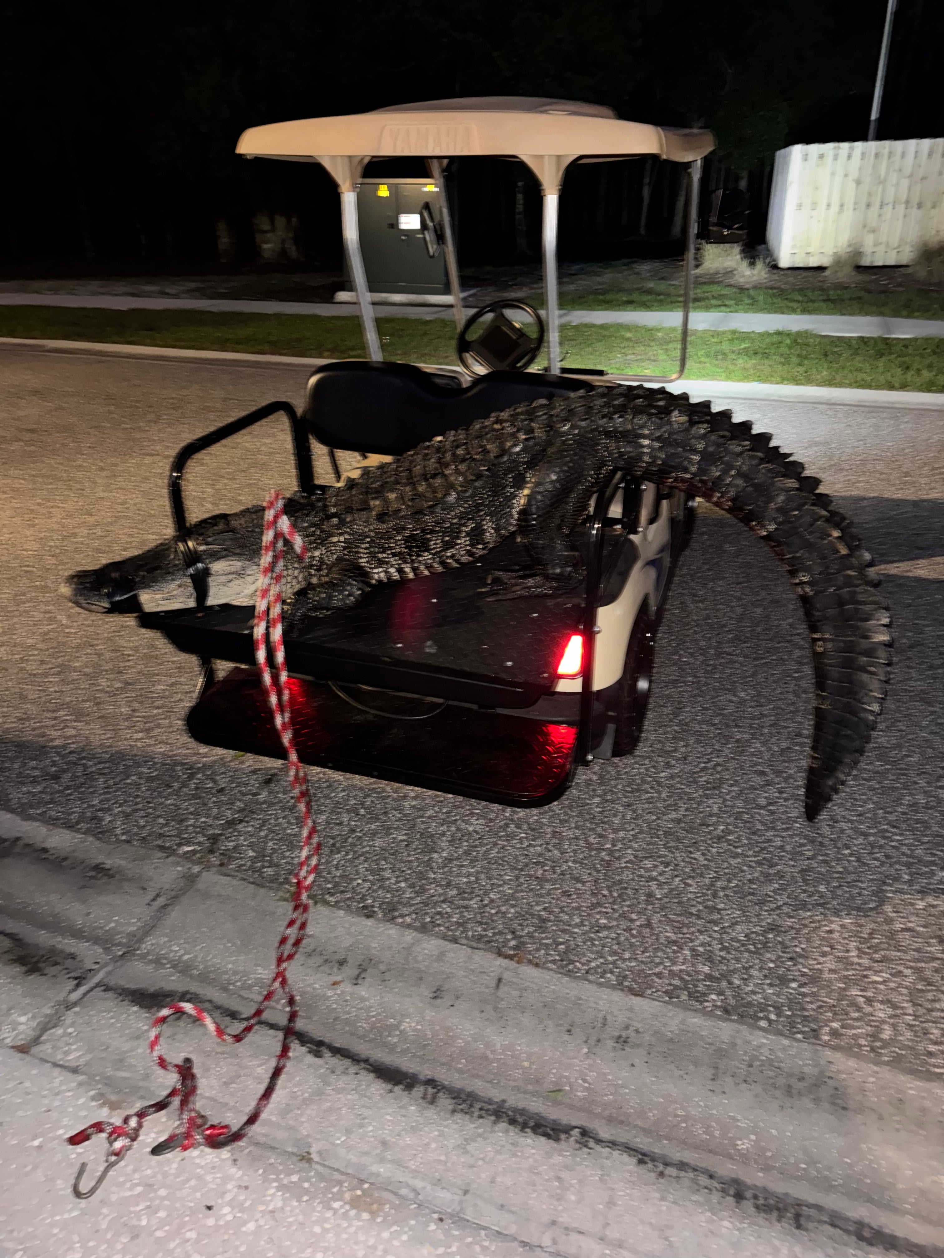 An alligator, with duct tape over its snout and eyes, in the back of a golf cart.