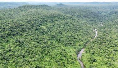 Cambodia wants to bring tigers back, but should it?