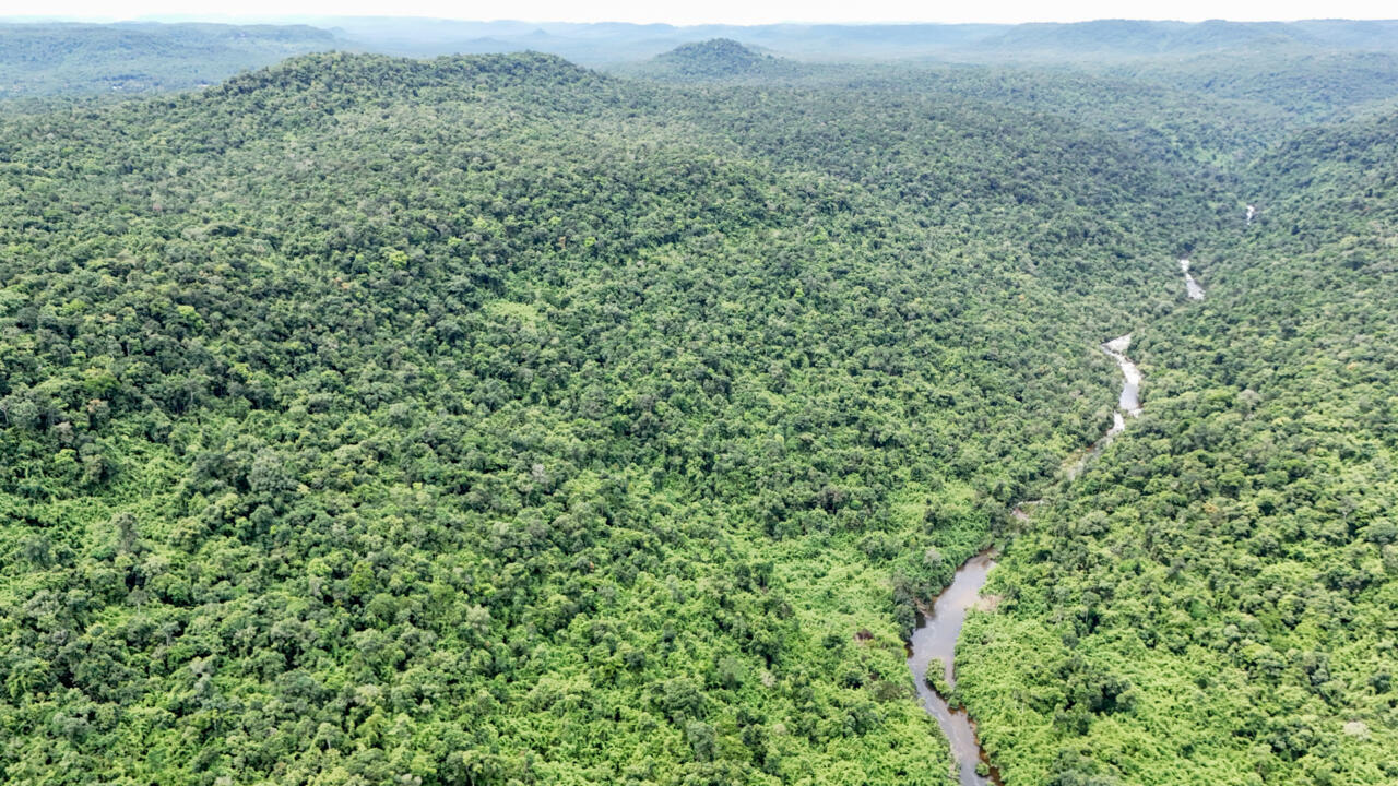 Cambodia wants to bring tigers back, but should it?