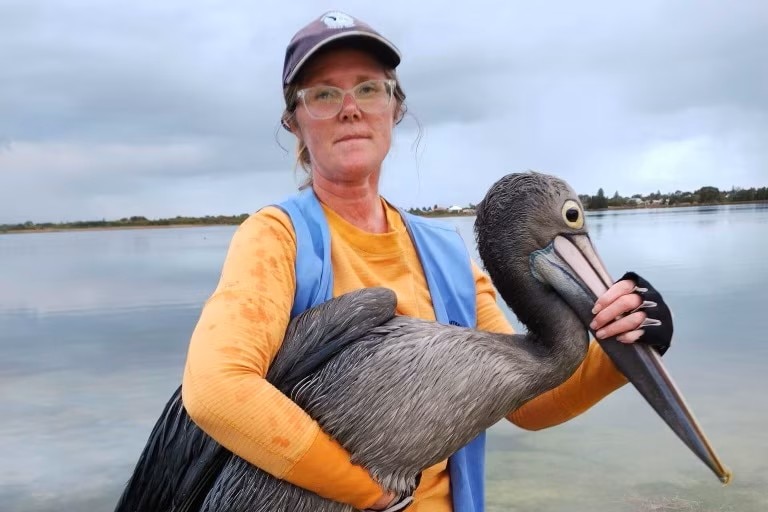 A woman wearing an oragne long sleeve top and a blue west holding a pelican in her arms