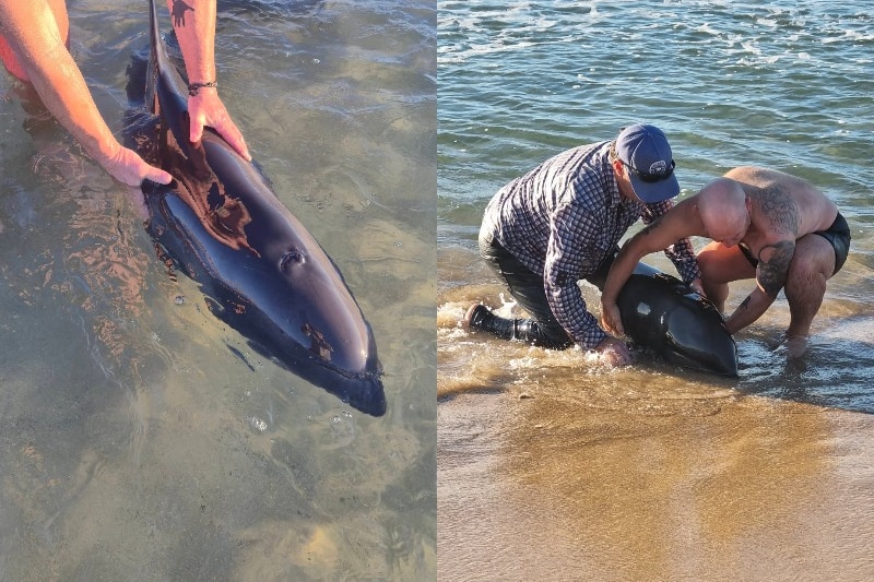a small whale being held in shallow water at a beach