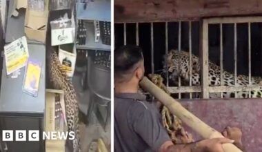 India: Liquor store employee narrowly escapes leopard attack