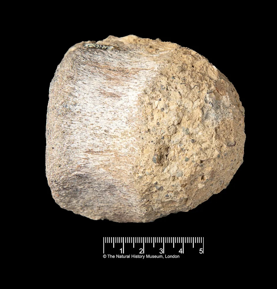 It was discovered in 1985 during an expedition to Antarctica’s James Ross Island and collected by geologist Mike Thomson (© The Trustees of the Natural History Museum, London)