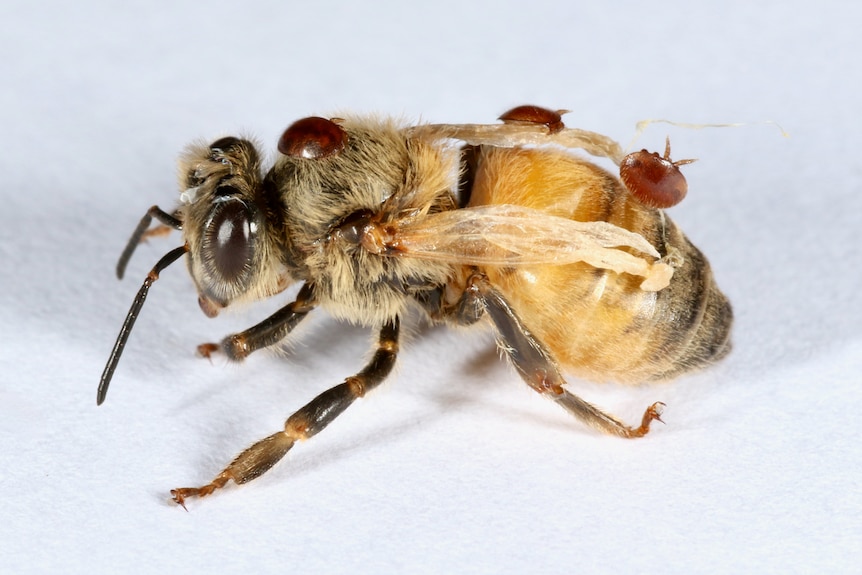 A close-up of a live bee stationary on a flat surface, with three small round bugs on top of it.