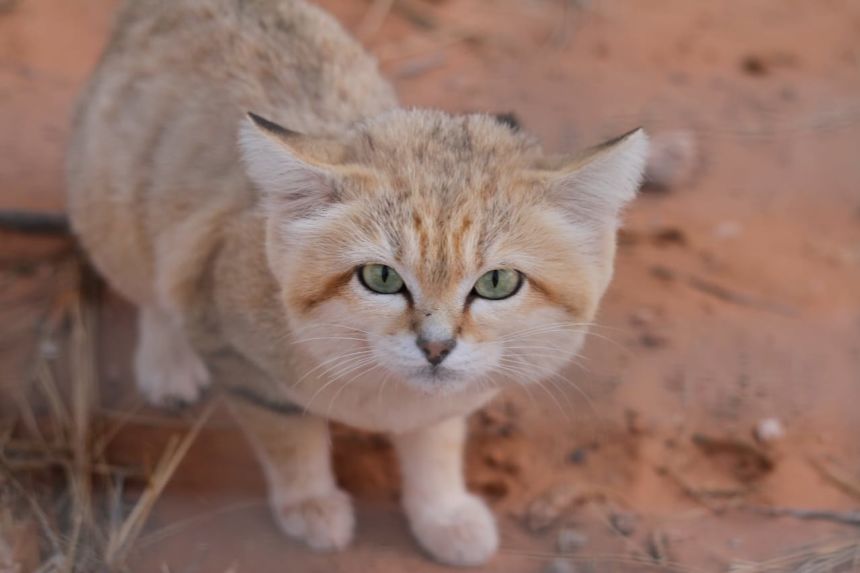 Almuntasir was initially oblivious to the scientific significance of his footage.