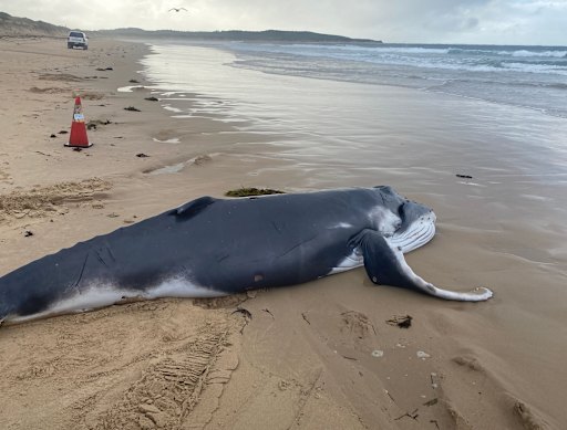 A newborn humpback whale was stranded and died at Greenhills Beach in Cronulla.
