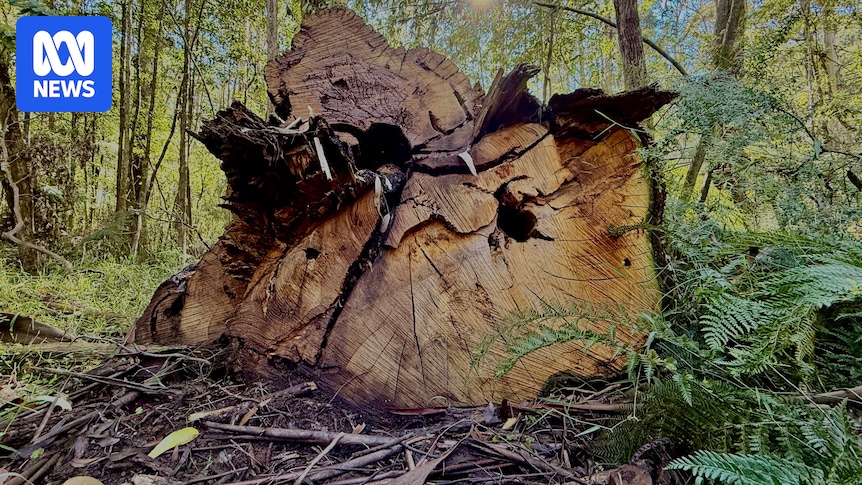 Environmental groups say Victoria's state forests being logged 'by stealth'