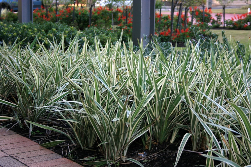 Strappy mounds green and cream striped grass in a garden.