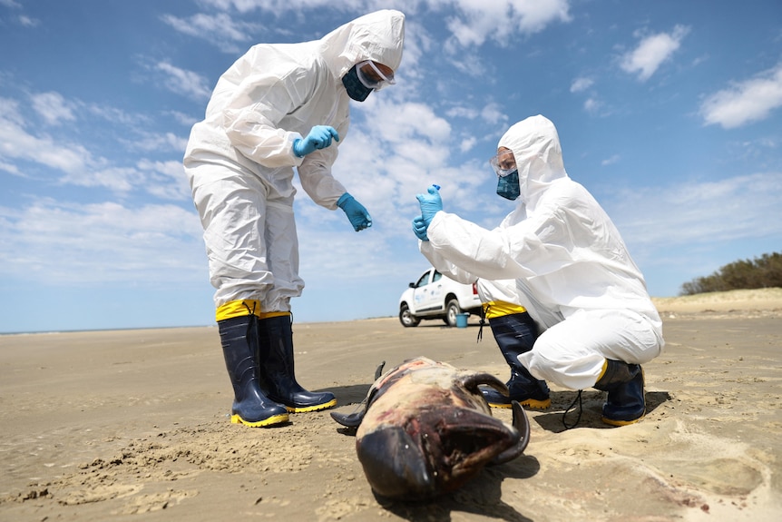 two people in personal protection suits examine a a dead animal on a beach