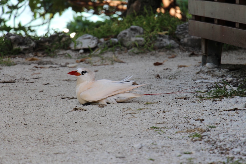 A white bird with a red beak and red tail feathers sitting on the ground.