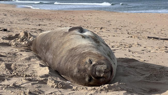 Neil the seal’s presence on beaches and suburban streets in Tasmania draws thousands of spectators. 