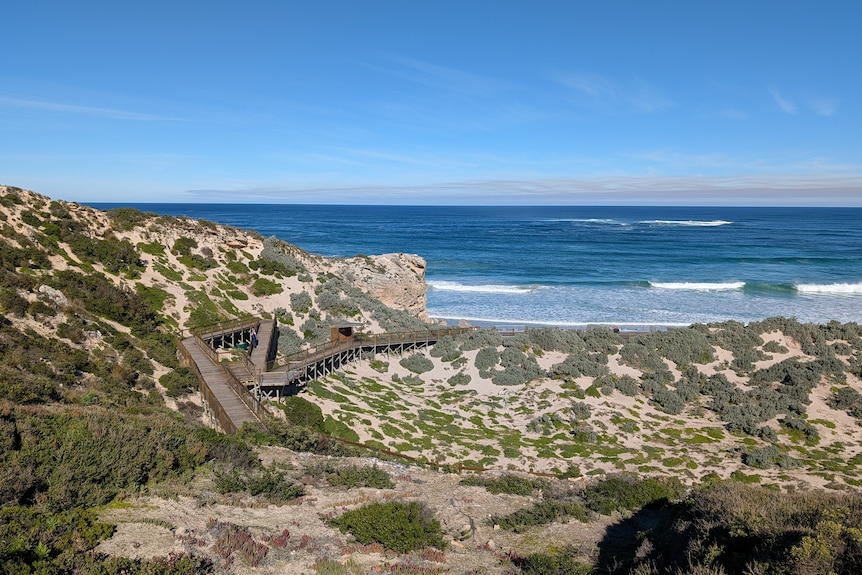 A wooden board walk weaves its way through sand dunes toward the ocean