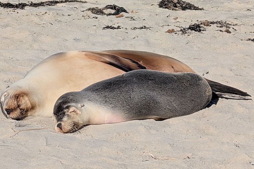 Two sealions laze on the sand at Seal Bay