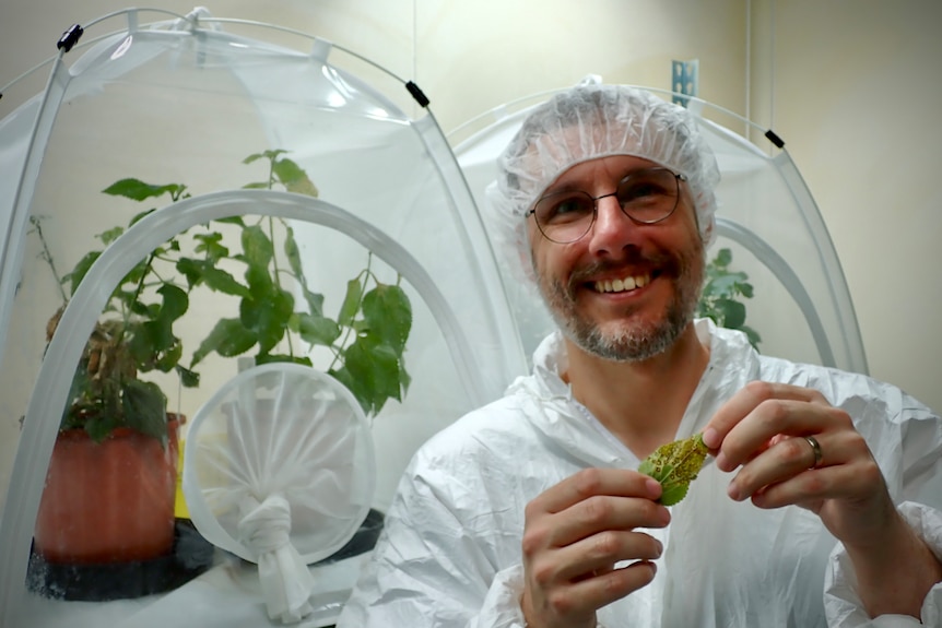 A man in laboratory gear holds up a damaged lantana leaf with more plants behind him.