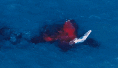 Humpback whale giving birth during migration at sea caught on drone footage for first time