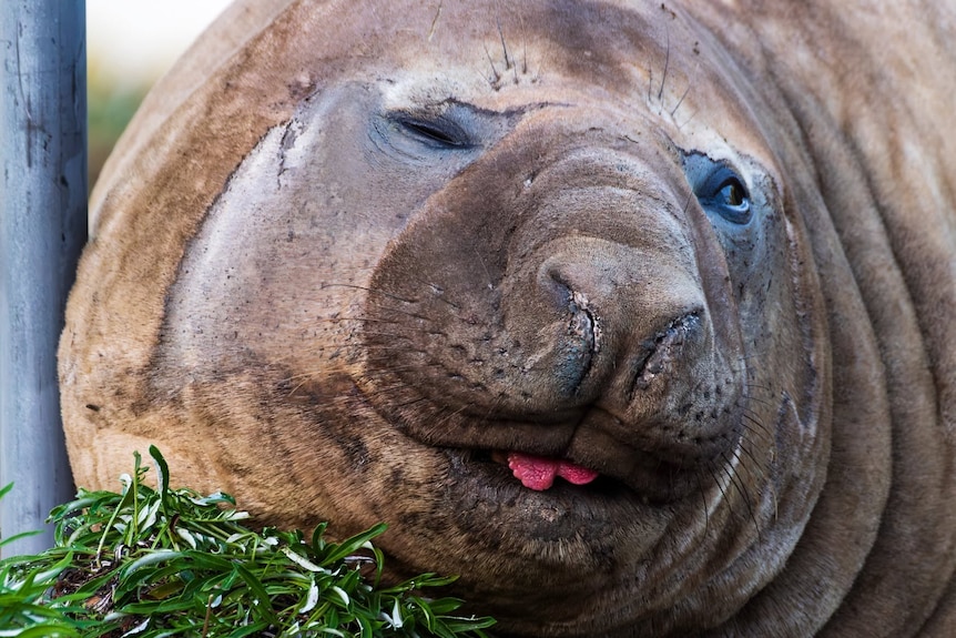 Elephant seal known as Neil the seal, with tongue hanging out, at Seven Mile beach in June 27, 2026.