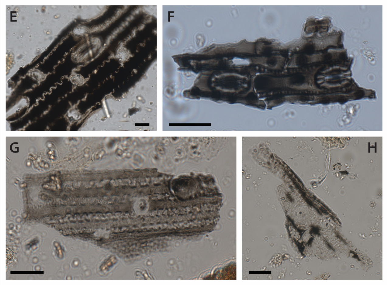 Microscopic images of burnt grass phytoliths from Cloggs Cave.