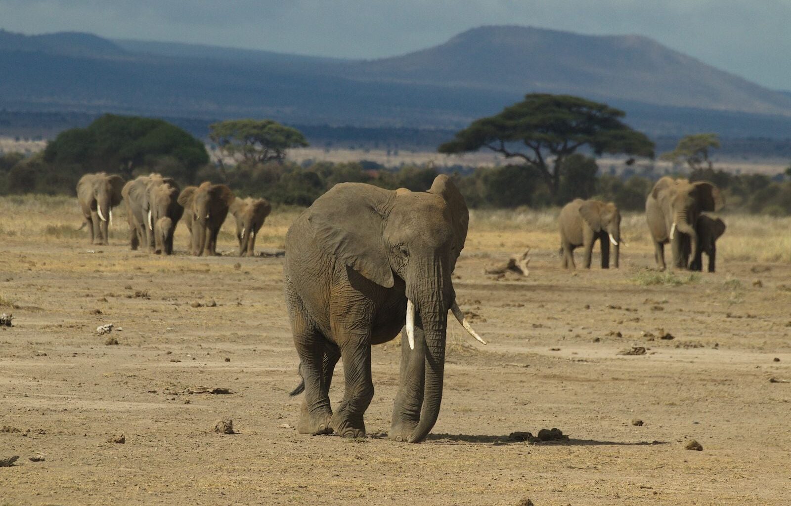 Elephants in Mozambique's Gorongosa Park are being born tuskless at rates approaching 33% — a genetic signature of 15 years of civil-war ivory hunting that the population is now passing to its daughters