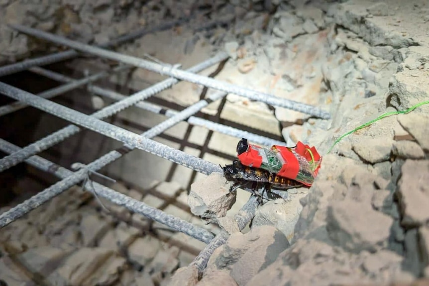 A cockroach moving through debris with a microchip strapped to its back.
