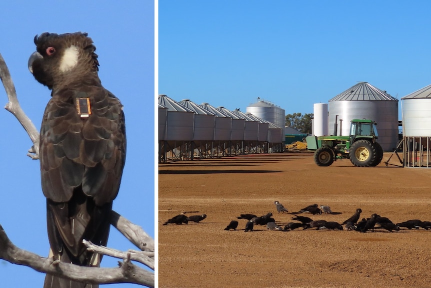 A close up of a Carnaby with a GPS tracker; Carnaby's eat grain on a farm