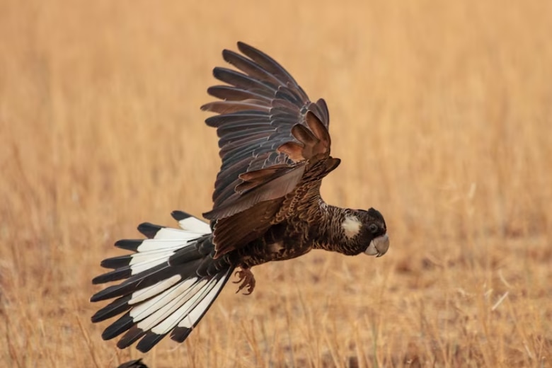 A medium shot of a black bird in flight