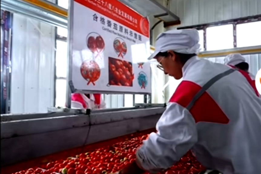 A still from a video of two people looking over what appears to be a conveyor belt of tomatoes.