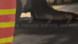 Neil the seal causes chaos at Tasmanian petrol station as experts warn Australians to stay away