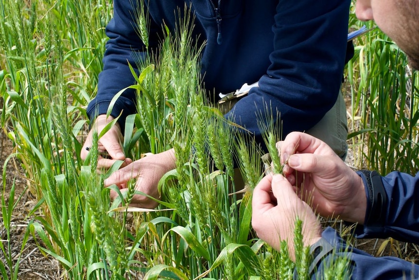 A close up shot of two pairs of hands looking at green wheat from a crop