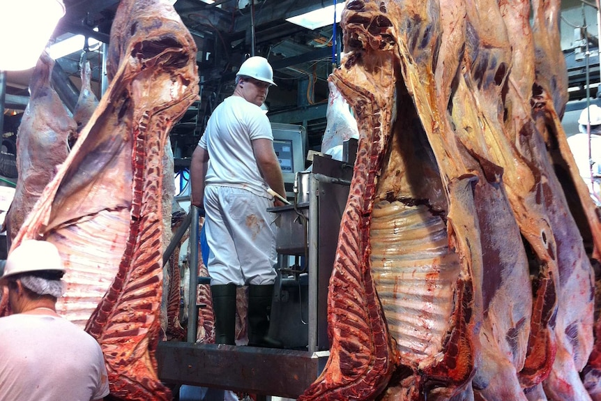An abattoir worker standing next to sides of beef