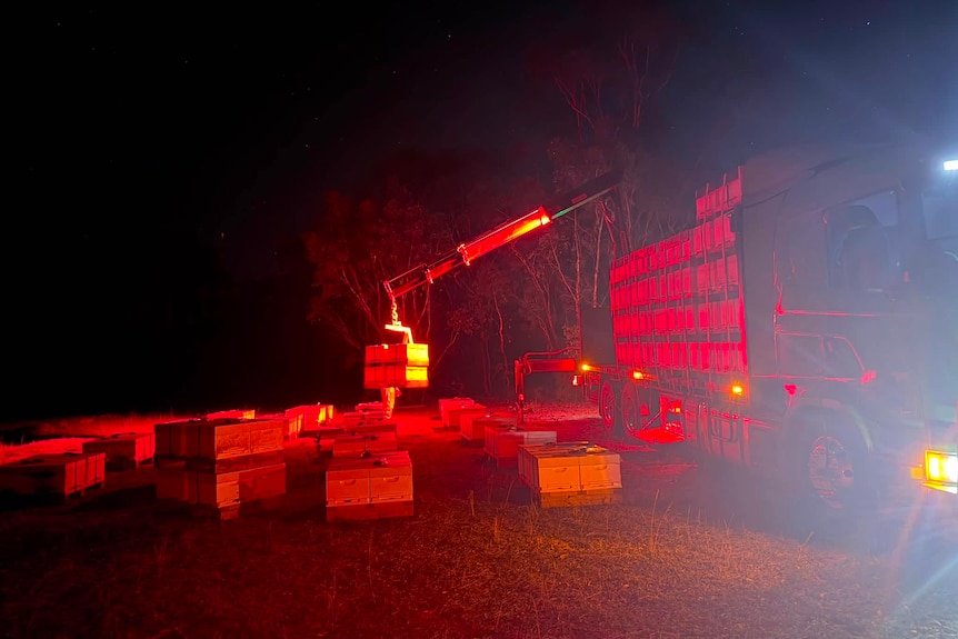 Pallets of beehives are loaded onto a truck at night, illuminated by a red light.