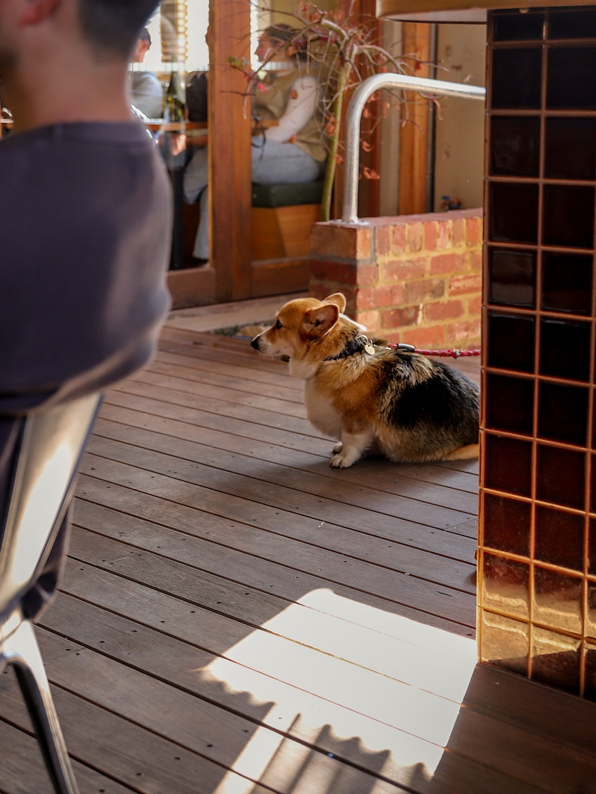 A dog in a pub beer garden looks on amid tables and a wooden floor