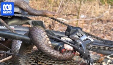 Cyclist bitten by eastern brown snake caught in her bike chain