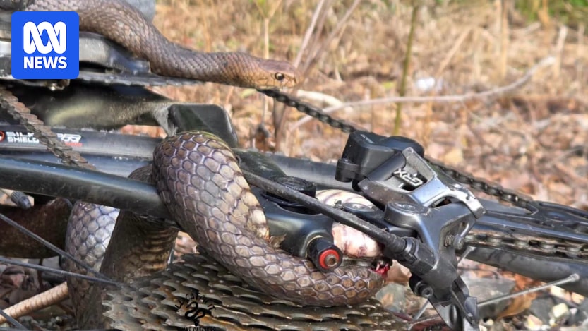 Cyclist bitten by eastern brown snake caught in her bike chain