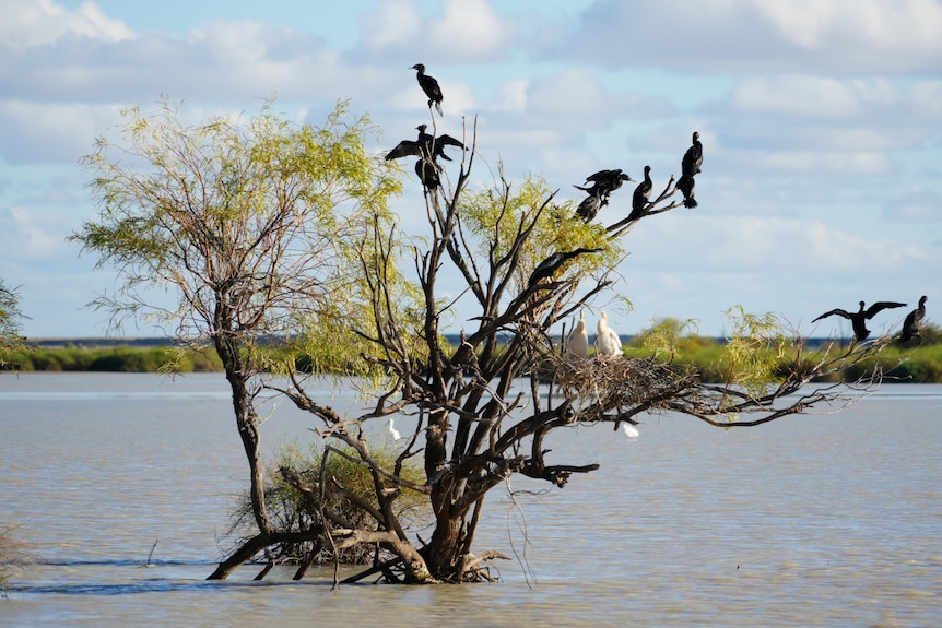 A flock of birds roost on a tree sticking out from a floodplain lake in the outback.