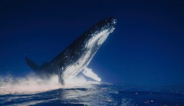 A close-up of a humpback whale reveals detailed body folds and textured skin as it swims near the camera, highlighting the raw beauty, strength, and intimate detail of marine life.