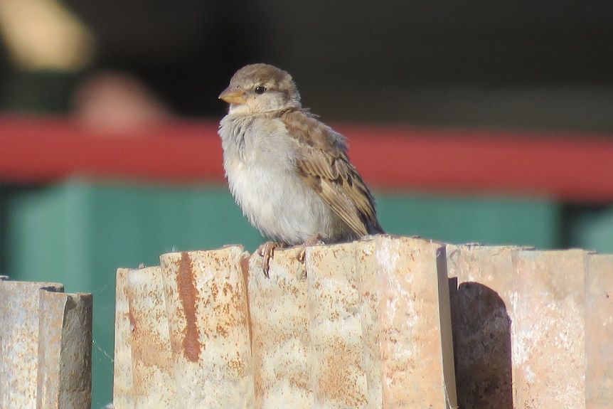 A grety and brown sits on top of a wooden fence.