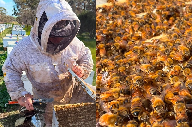 Left: A man in a beekeeping suit lifts a lid on a beehive. Right: a mass of bees fills the frame.
