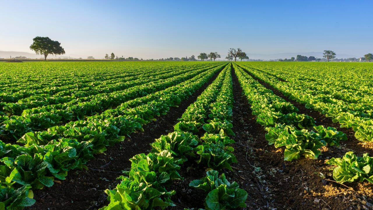 farming (Representative image)