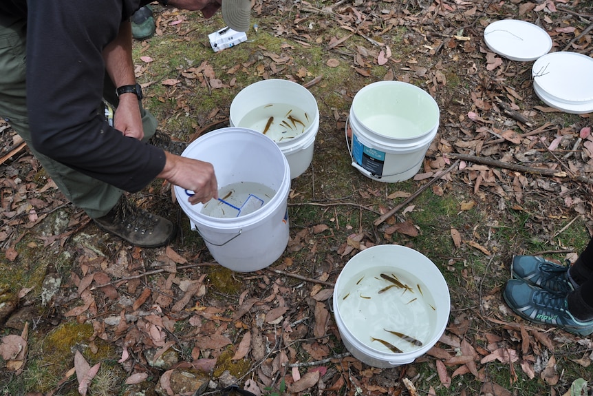 White buckets of water show small skinny swan galaxia fish.
