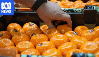 South Australian orange and mandarin supply down amid extreme weather