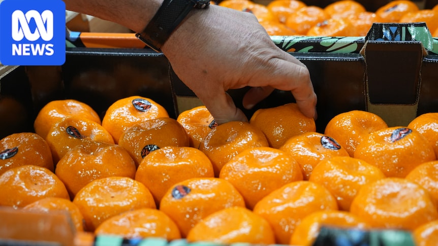 South Australian orange and mandarin supply down amid extreme weather