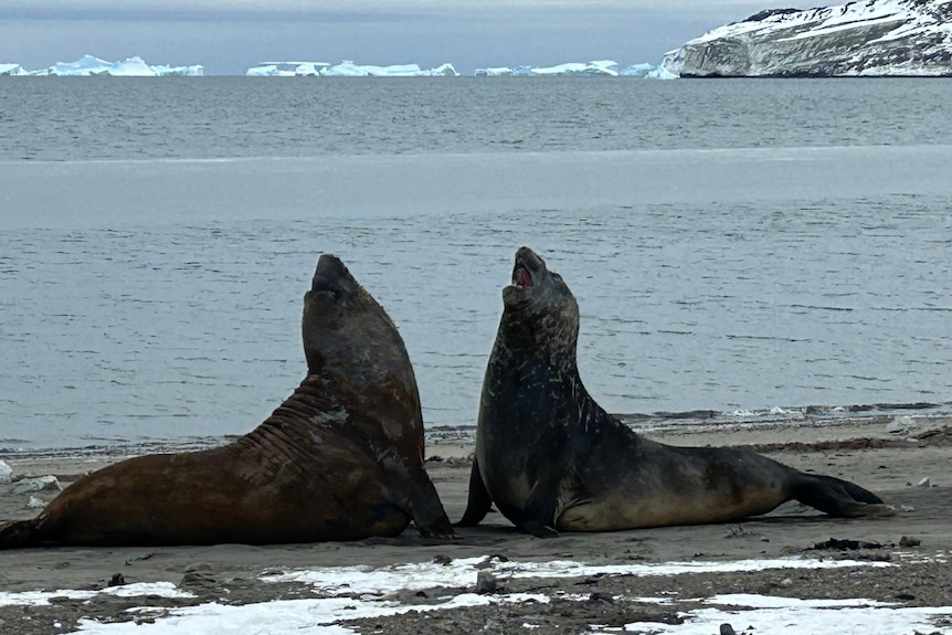Two elephant seals in Antarctica