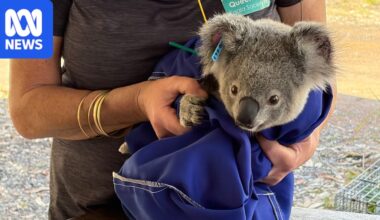 Innovative tracking collars help researchers monitor south-east Queensland koala populations