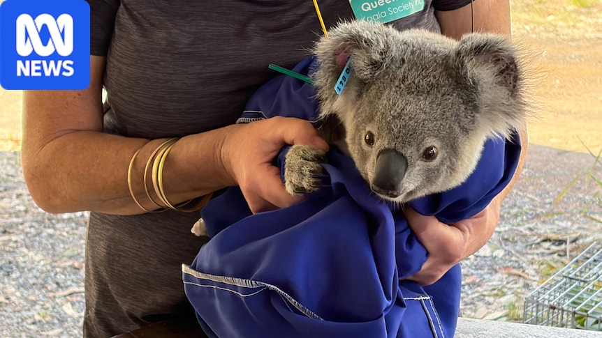 Innovative tracking collars help researchers monitor south-east Queensland koala populations