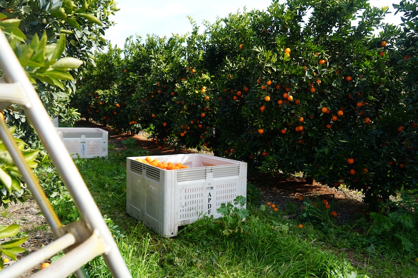 A citrus orchard with a bin, ladders and oranges.