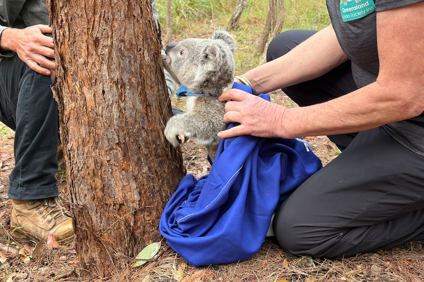 A koala coming out of a bag and starting to climb a tree.