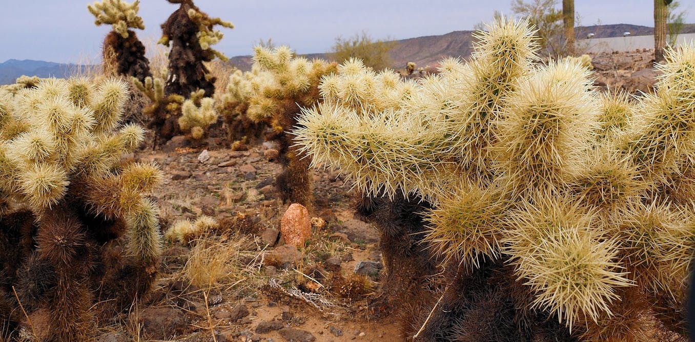 Cacti spines, snake fangs, snail love darts – oh my! How function drives the evolution of nature’s puncture tools