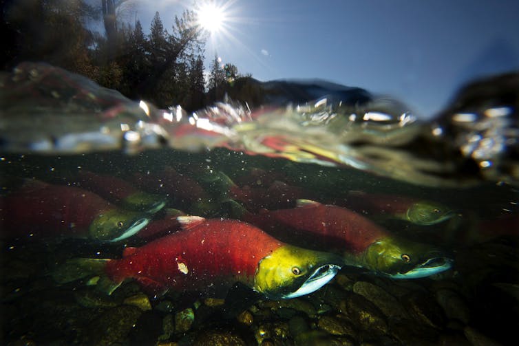 red fish with yellow heads in the water