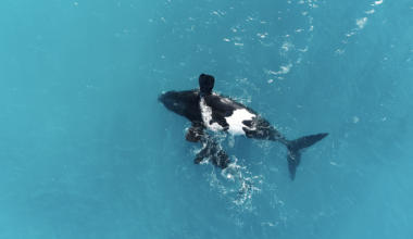 Upside-down whales aren’t sick or hurt – they’re just resting