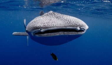 We attached cameras to whale sharks and captured krill chases never witnessed before